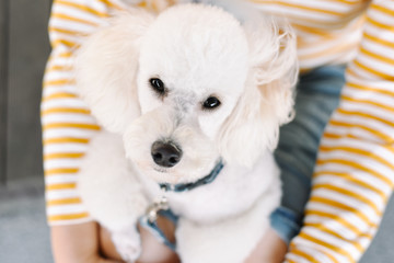 White toy poodle