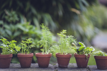 fresh bio garden herbs
