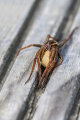 Gerandete Jagdspinne - Dolomedes fimbriatus mit Kokon in einer Makroaufnahme
