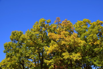 紅葉しだしたクヌギの木と青空