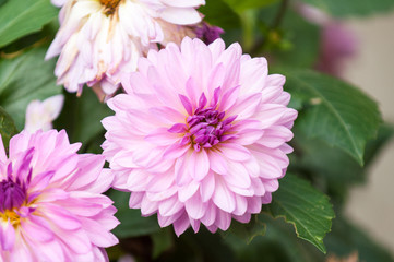 Obraz premium pink asters