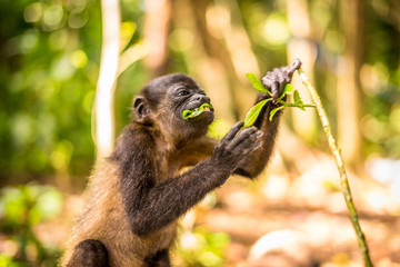 Brüllaffe frisst Blätter