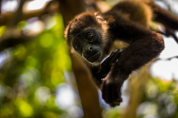 Junger Brüllaffe an einem Baum in Costa Rica