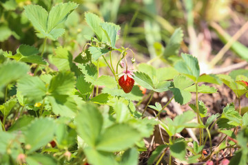 Strawberry plants growing in garden