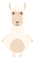 Naklejka na ściany i meble Alpaca with white fur