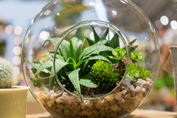 Mini garden in glass plant terrarium with rose flowers made of fabric. Colorful of decoration artificial flower