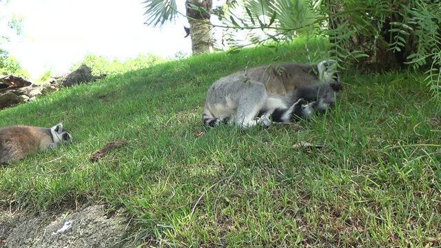 Ring-tailed lemur resting near tree