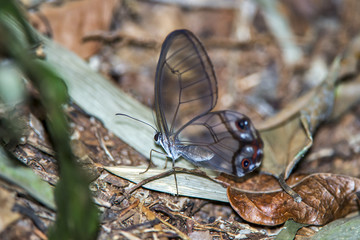Borboleta-transparente (Haetera piera diaphana) | The amber phantom butterfly photographed in Linhares, Espírito Santo - Southeast of Brazil. Atlantic Forest Biome.