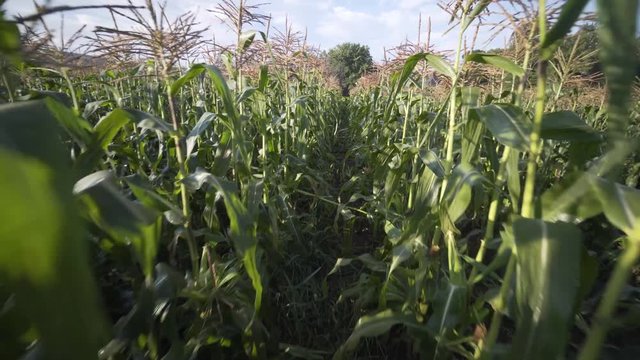 Wide steadicam shot moving through a row of corn.