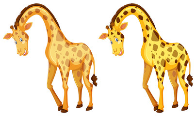 Two wild giraffes on white background