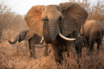 Elephant  in Kruger Park