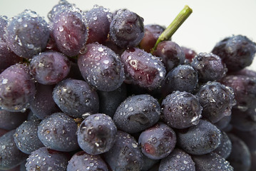 Ripe red wet grape with drops. Purple bunch close up isolated on white. 