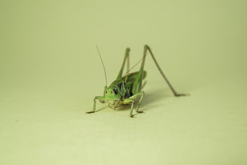 Grasshopper on white background macro.