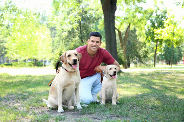 Young man walking with yellow retrievers in park