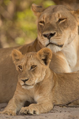 Fototapeta na wymiar cub with mother, a pride of lions, Chobe National Park, Botswana