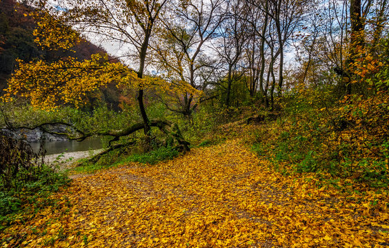 yellow trees on rocky shore of the river