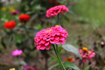 Flower pink colour