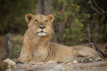 Fototapeta na wymiar young male, a pride of lions, Chobe National Park, Botswana