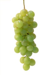 bunch of white grapes on a white background
