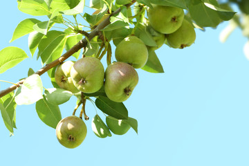 Delicious pears on branch in garden