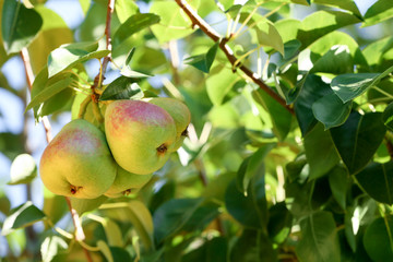 Delicious pears on branch in garden, closeup