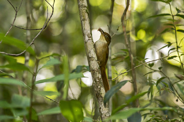 Barranqueiro-de-olho-branco (Automolus leucophthalmus) | White-eyed Foliage-gleaner photographed in Viana, Espírito Santo - Southeast of Brazil. Atlantic Forest Biome.