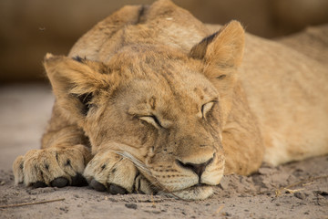 Fototapeta na wymiar sleeping, a pride of lions, Chobe National Park, Botswana