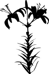 lily black silhouettes with two blooms and bud