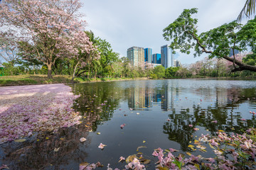 Obraz premium Tabebuia rosea is a Pink Flower neotropical tree,common name Pink trumpet tree Rosy trumpet tree