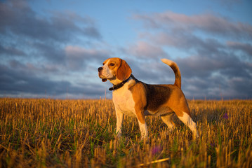 Beagle dog on a walk early in the morning