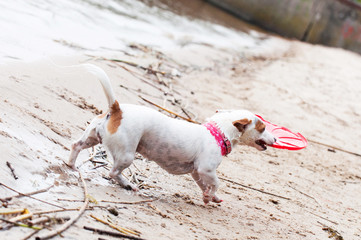 Jack Russell Terrier dog