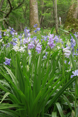 Fototapeta premium Waldhyazinthen (Platanthera) Blüten