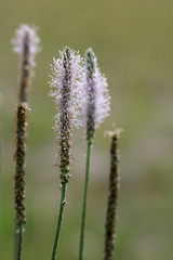 Breitwegerich (Plantago major), Blüten