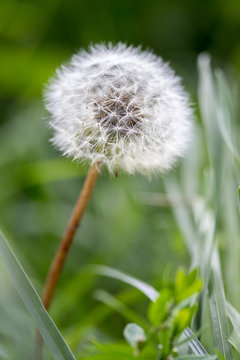 Fototapeta Pusteblume, Nahaufnahme