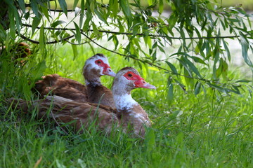 Two musky ducks (Indotecks) on green grass under the tree