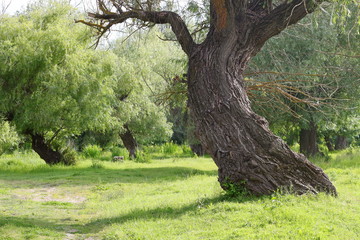 Tree trunk on green meadow