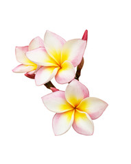 Fototapeta na wymiar Tropical frangipani flower isolated on white background