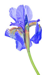 bright blue iris bloom isolated closeup
