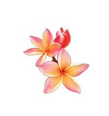 Fototapeta na wymiar Tropical frangipani flower isolated on white background
