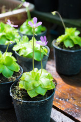 Purple Blue Pinguicula Flowers, it's carnivorous plant in  flower pot on a wooden.