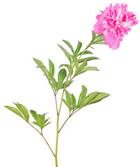 isolated large pink peony flower with green leaves