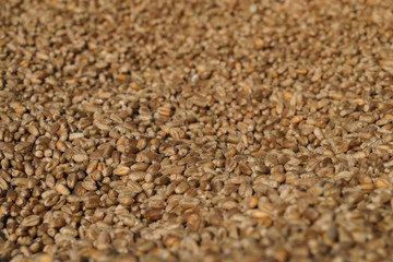 Wheat grains