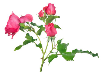 isolated bush rose flower with small pink blooms