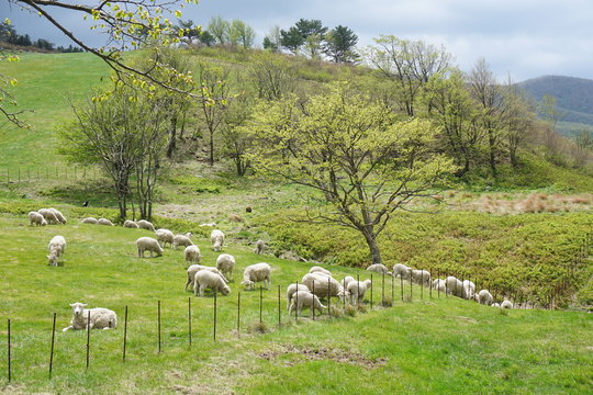 White sheep on green grass field.