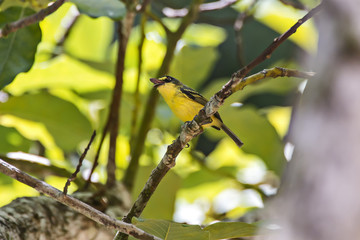 Teque-teque (Todirostrum poliocephalum) | Yellow-lored Tody-Flycatcher photographed in Viana, Espírito Santo - Southeast of Brazil. Atlantic Forest Biome.