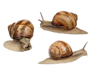 set of three brown snails isolated on white