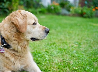 Hund im Garten