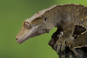 Very close profile portrait of a crested gecko with water droplets on its eye