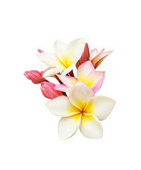Tropische frangipanibloem die op witte achtergrond wordt geïsoleerd