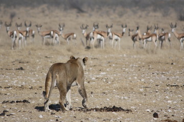 namibie